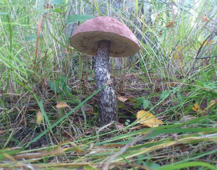 vilka svampar som växer under tall och gran
