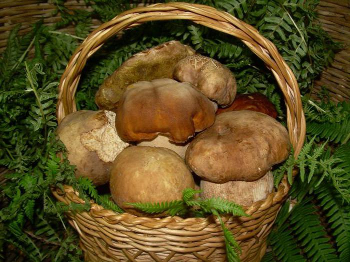vilka svampar växer under tall