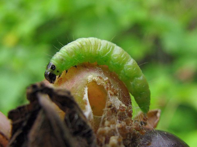 какви гъсеници ядат листа от цариградско грозде