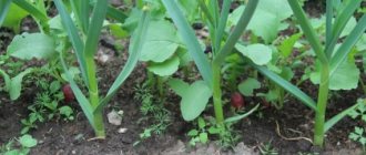 What crops can be planted next to radishes in the garden