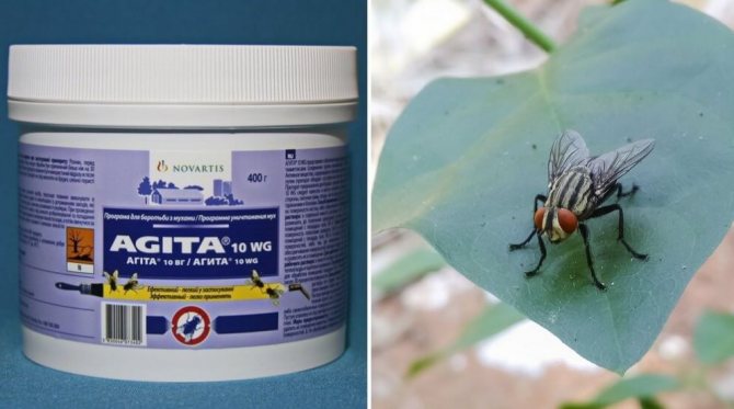 Какви растения плашат мухите