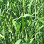 what green manure to sow in autumn and spring - winter rye