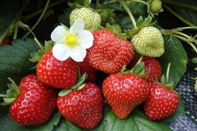 What are the varieties of strawberries