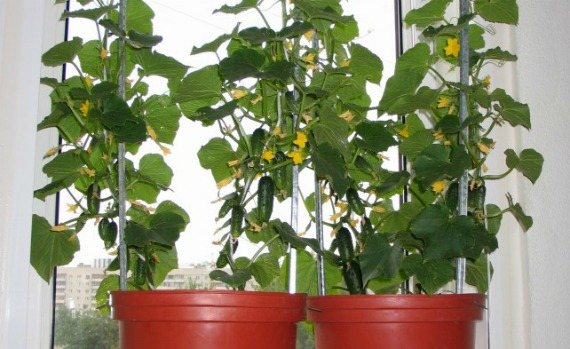 What varieties of cucumbers can be grown at home