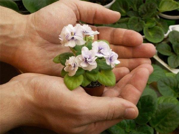 What fertilizers are used for violets