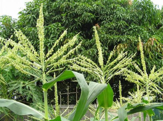 what fertilizers are needed for sweet corn