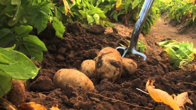 Vilka gödselmedel ska appliceras på hösten efter potatisskörd