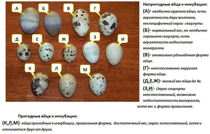 Кои яйца са подходящи за инкубация