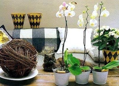 Ano ang dapat na isang pot ng orchid