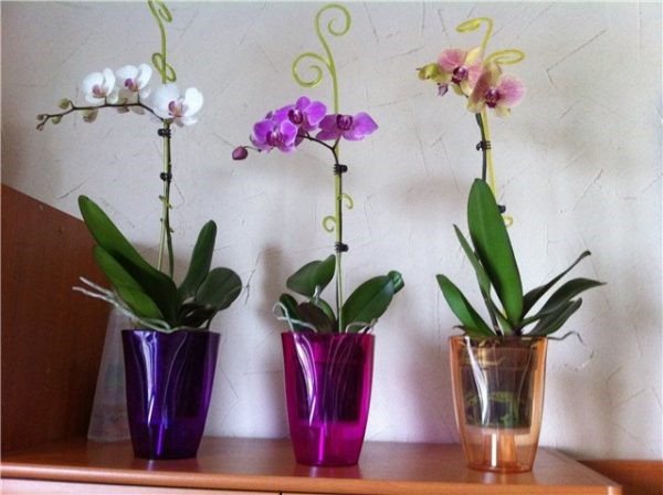 Ano ang dapat na isang pot ng orchid