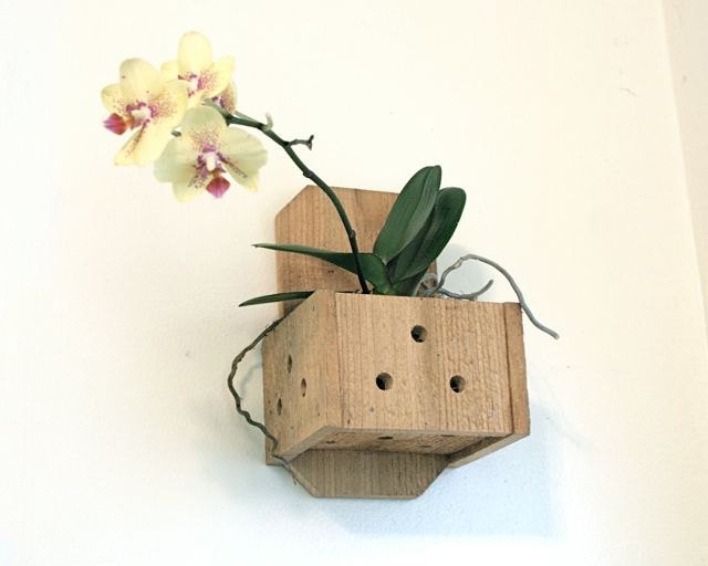 What should be an orchid pot