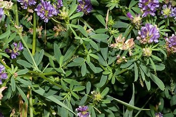 Vilka är de fördelaktiga egenskaperna hos alfalfa-växten