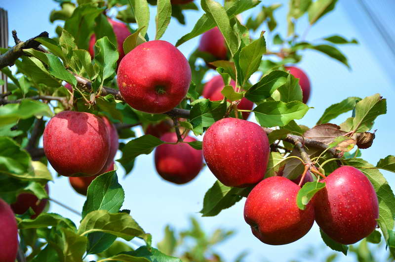 Vilka gödselmedel för att mata äppelträd för en rik skörd
