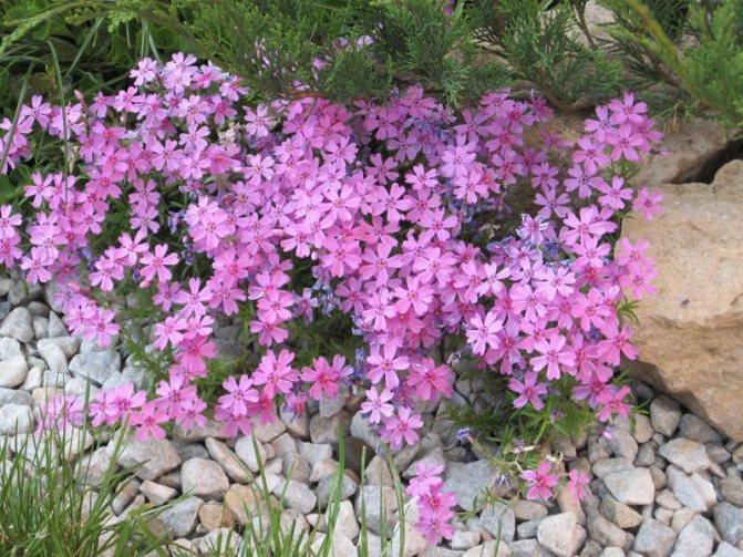 What fertilizer will help improve the flowering of phlox?