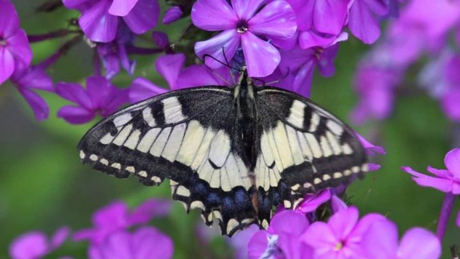 Vilken färg är svalstjärtfjärilar: foto