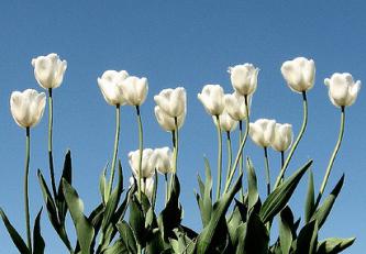 Anong kulay ang mga tulip