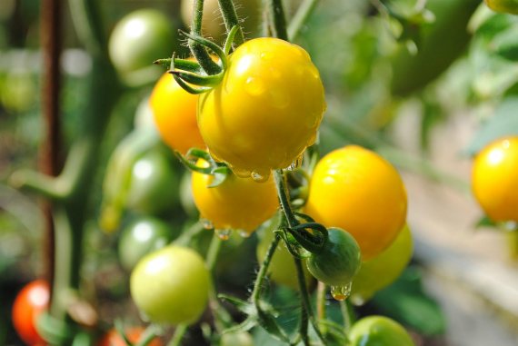 What color is healthier than tomatoes