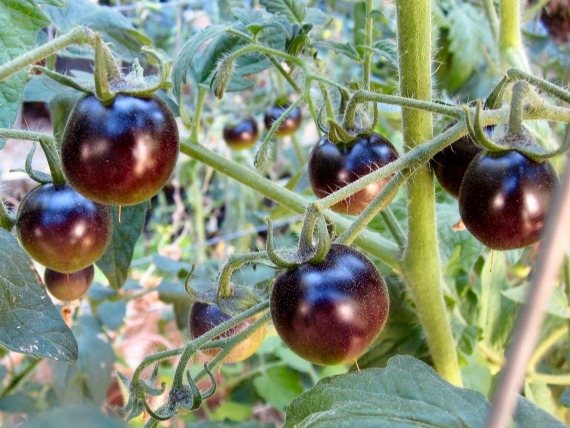 Какъв цвят е по-здравословен от доматите