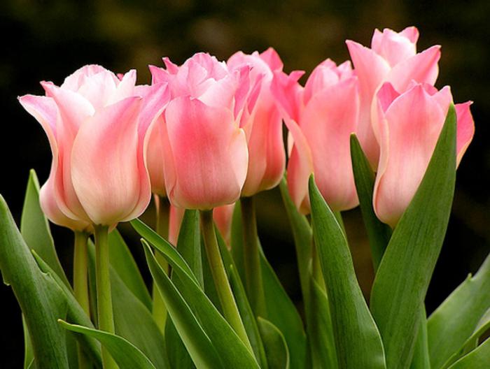 Anong kulay ang mga tulip