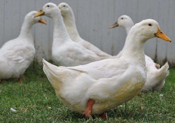 What kind of care do broiler ducks need?