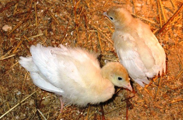 ما نوع الرعاية التي يحتاجها دجاج الديك الرومي؟