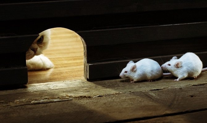 Vilken lukt är mössen rädda för i huset?