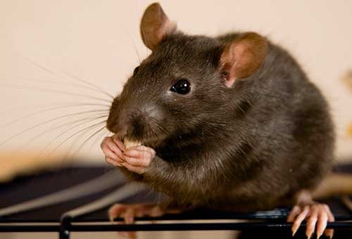de ce miros se tem șoarecii?