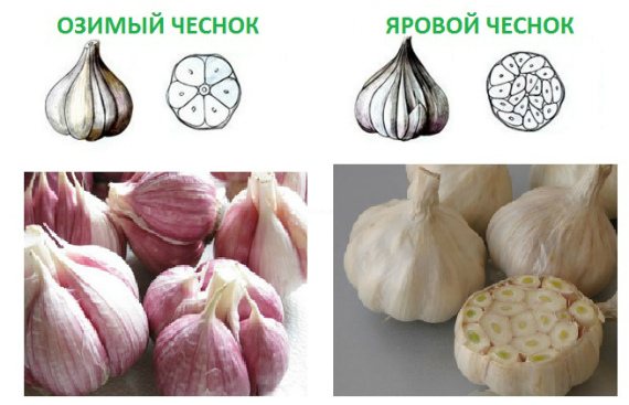 Which garlic is healthier than winter or spring