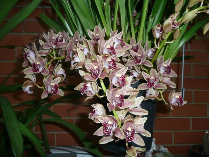 What kind of pot is needed for cymbidium