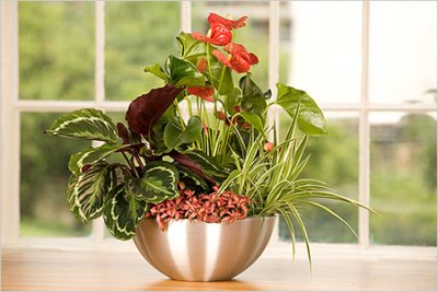 What pot is needed for anthurium