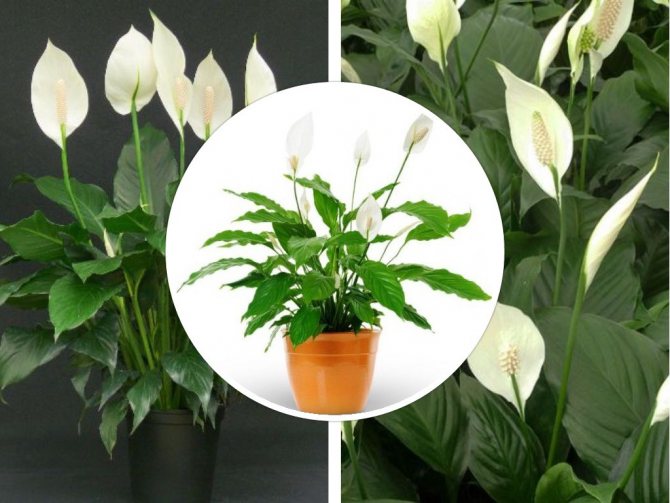 What kind of pot is needed for spathiphyllum?
