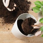 What soil to choose for ficus - recommendations of florists