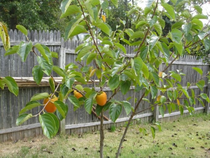 What kind of persimmon to choose for planting with a bone