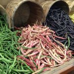 Which variety of asparagus beans is best suited for planting in open ground?