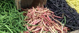 Which variety of asparagus beans is best suited for planting in open ground?