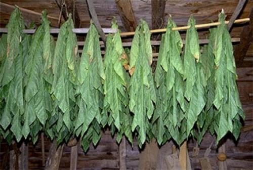 What kind of tobacco should be grown for smoking. What is the best smoking tobacco to grow for smoking? 05