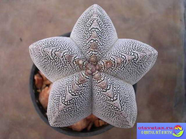 kaktus astrophytum foto
