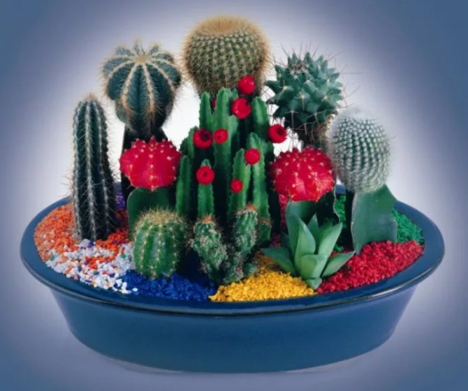 cactus blooms where to put