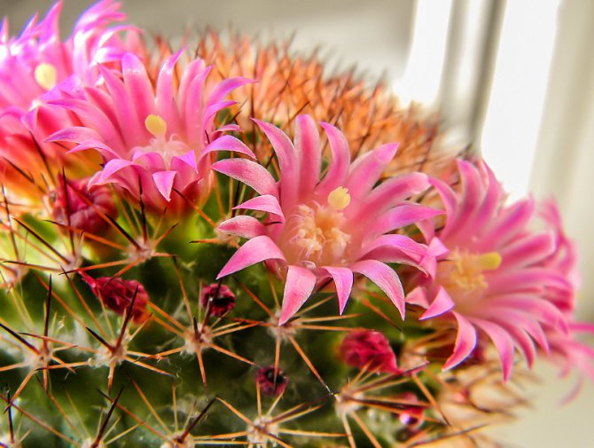 cactus blooms pink flowers