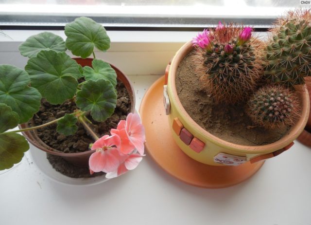 Cactus and geranium