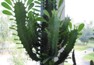 Paano i-cut ang isang cactus
