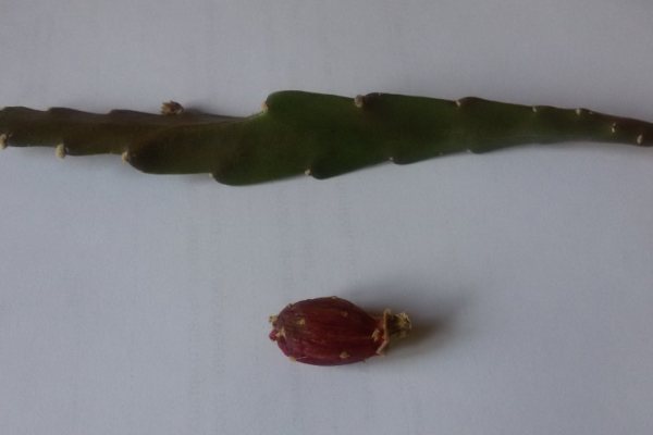 Ang cactus ay may mga katangian ng pagpapagaling, tinatrato ang hypotension, soryasis, sipon