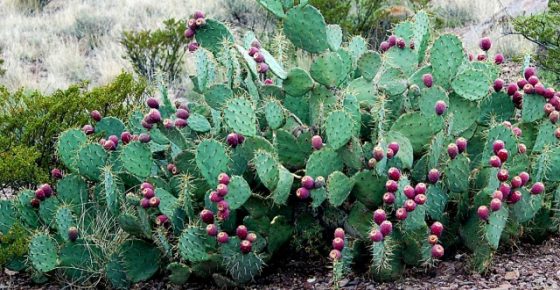 cactus de ficat