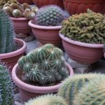 kaktus av olika typer och sorter