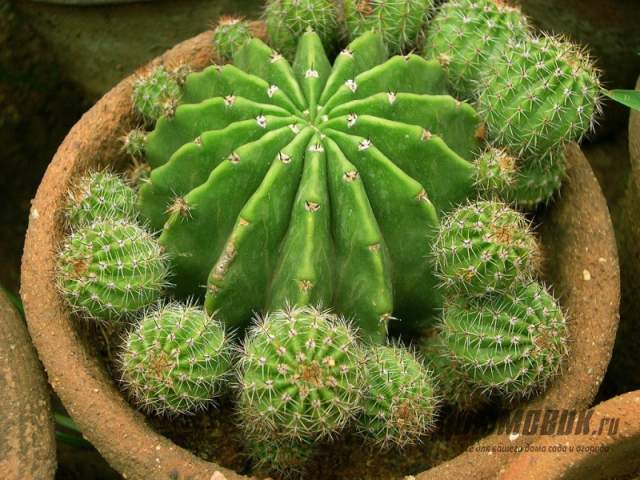 cactus kasama ang mga sanggol