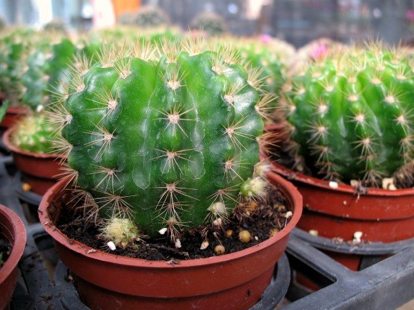 kaktus i en kruka