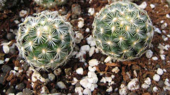 Hrubé kaktusy