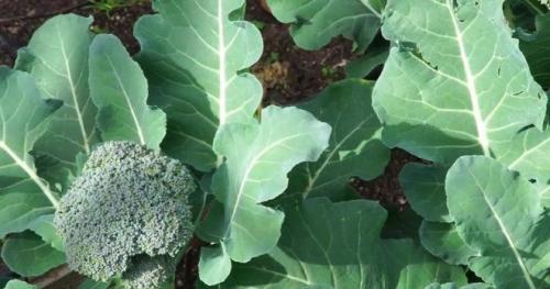 What sub-zero temperatures the cabbage can withstand. Is the vegetable afraid of frost? 08
