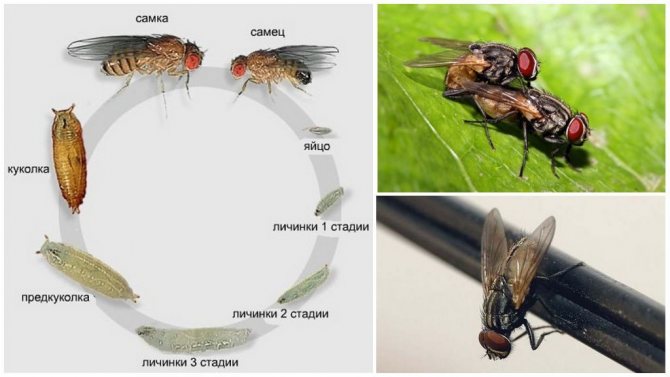 What is the danger of a mining fly for the garden and how to deal with it?