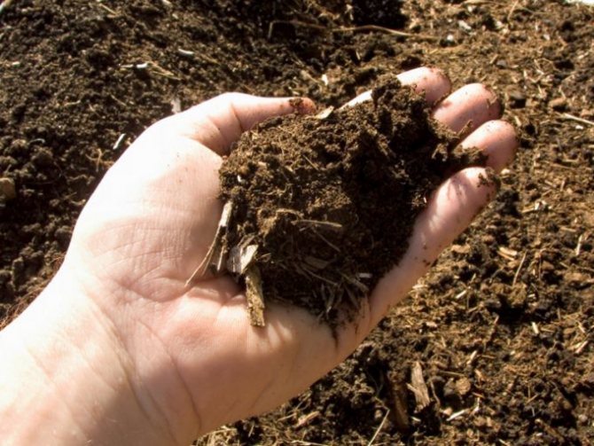 what kind of soil to pick for calistegiya